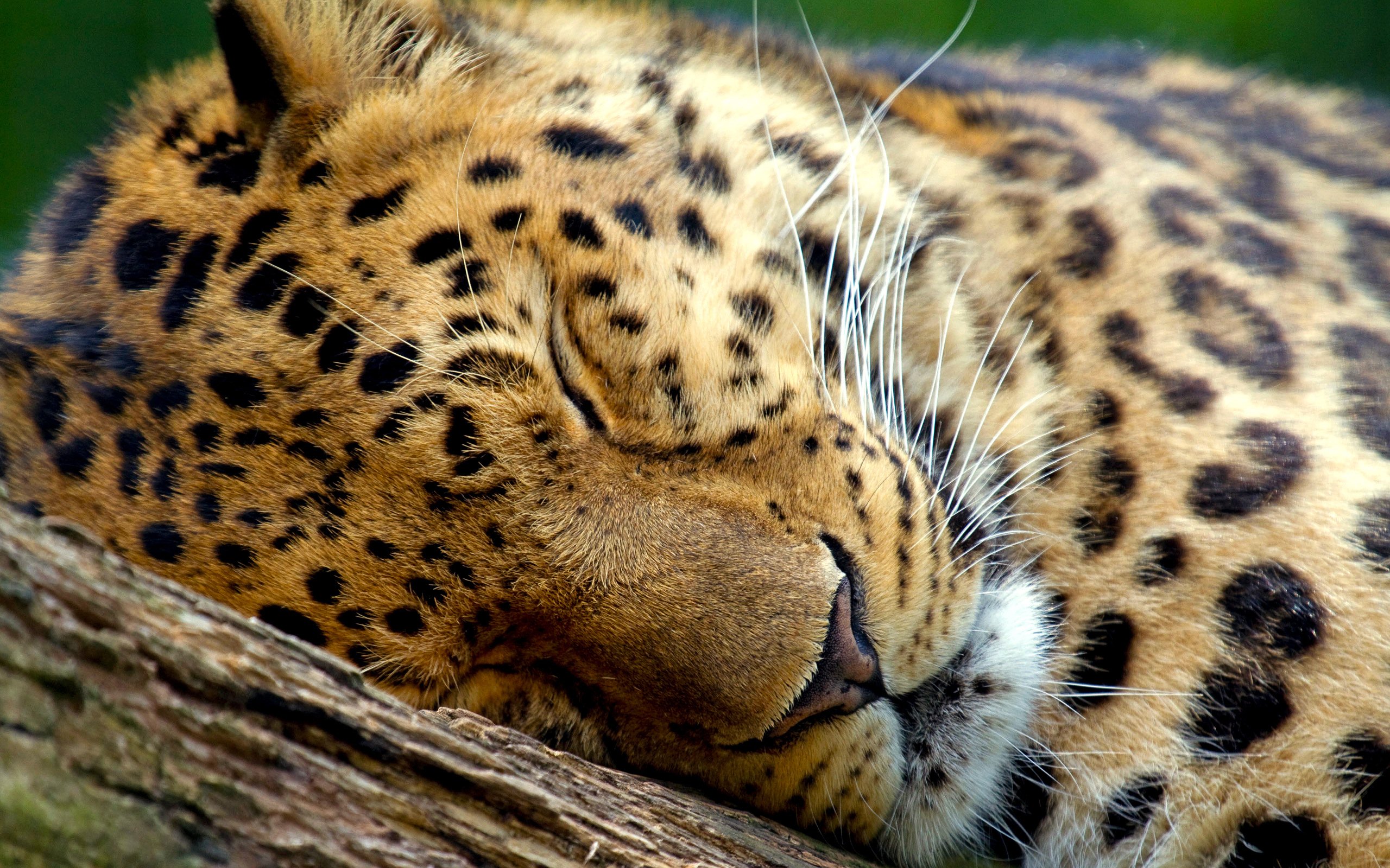 Sleeping Leopard301869951 - Sleeping Leopard - Sleeping, Seagulls, Leopard